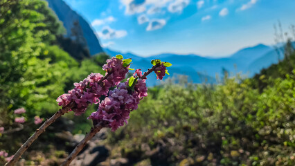 Purple Daphne Mezereum flower on alpine meadow with scenic view of majestic mountains of Hochschwab...