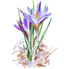 Vector watercolor illustration of crocus flower sketch.