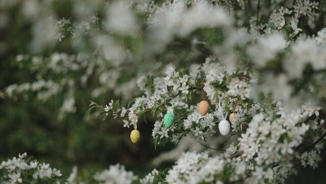 Decorative multicolored Easter eggs hang on flowering branches in cherry orchard. Background with beautiful bokeh and moving camera. Traditional decoration on spring tree with flowers and leaves.