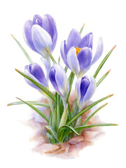 Naklejka premium Botanical watercolor illustration of blue crocus flower isolated on white background.