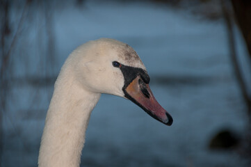 Porträt eines Schwans