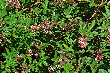 Brazilian peppertree fruits (Schinus terebinthifolius)