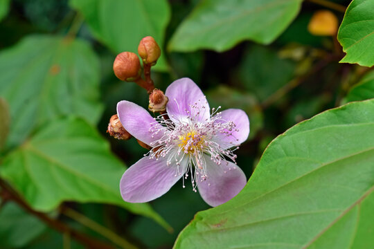 Achiote or anatto flower (Bixa orellana)