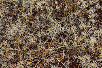 Stems with dry weed seeds