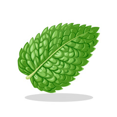 Vector illustration, fresh mint leaves, isolated white background. © Arif_Vector