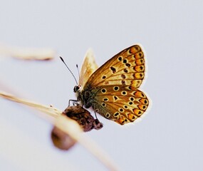 Polyommatus icarus butterfly on a dry plant stem