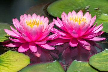 Two pink water lilies