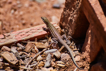 Alert Desert Lizard Basking on Rocky Terrain, Close-Up View