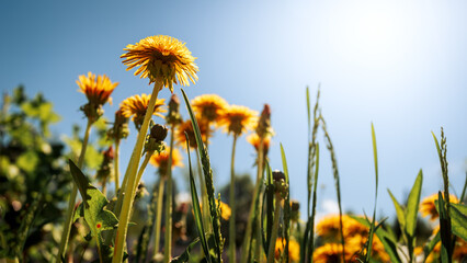 Bright yellow dandelions against a blue sky on a sunny day. Summer or spring background.
