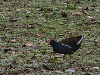water hen, wildlife, park, cloudy, grass, nature, outdoors, anim