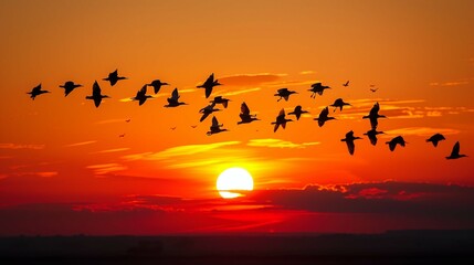 Migratory Birds Flying at Sunset