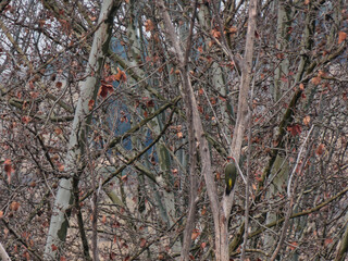 green woodpecker, wildlife, park, cloudy, branch, nature, outdoo