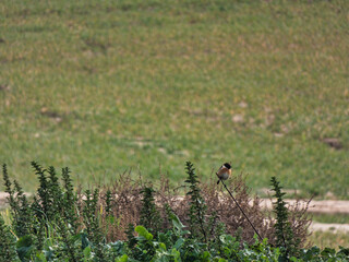 bluebird, Saxicola rubicola, bird, park, outdoors, wildlife, vie
