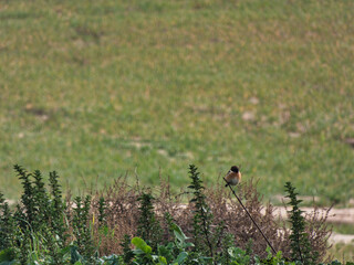 bluebird, Saxicola rubicola, bird, park, outdoors, wildlife, vie