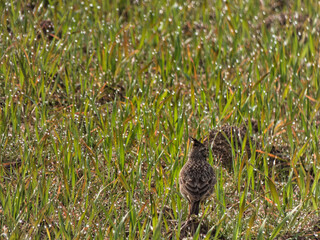 lark, wildlife, park, cloudy, branch, nature, outdoors, animal,