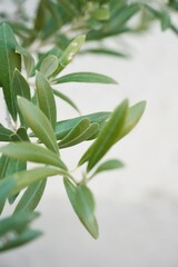 Close-up olive leaf on a white background.