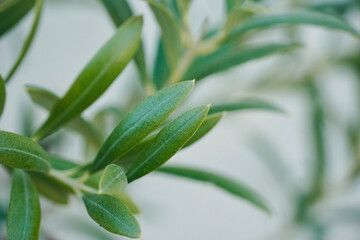 Close-up olive leaf on a white background.