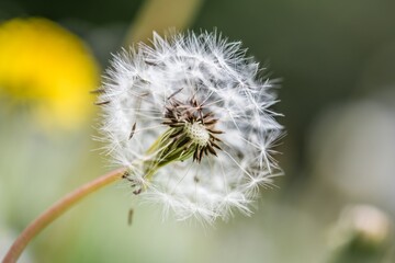 Nahaufnahme einer Pusteblume oder Löwenzahn Blume auf einer Blumenwiese, Deutschland