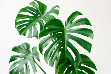 Fototapeta na wymiar Monstera in a pot isolated on white background, Close up of tropical leaves or houseplant that grow indoor for decorative purpose.