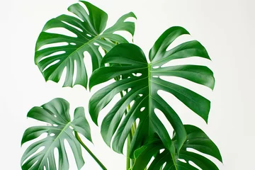 Foto op Aluminium Monstera Monstera in a pot isolated on white background, Close up of tropical leaves or houseplant that grow indoor for decorative purpose.