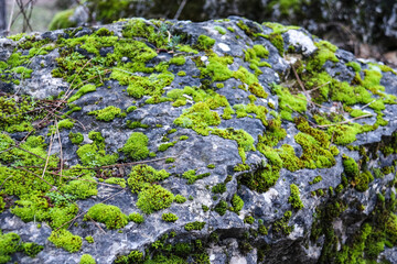 Moss growing on rocks in the forest in the morning