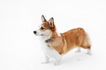 Small Pembroke Welsh Corgi puppy walks in the snow. Side view. Happy little dog. Concept of care, animal life, health, show, dog breed