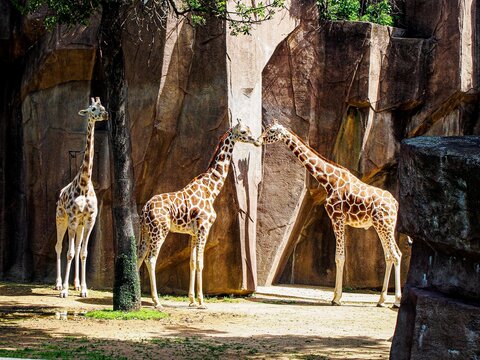 Third Wheel - Giraffes in the Zoo