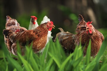 This beautiful free-range egg-laying cute chickens at field
