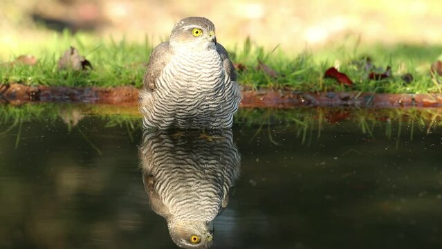 Adult female Eurasian Sparrowhawk bathing at a water point in a Mediterranean forest at the first light of an autumn day