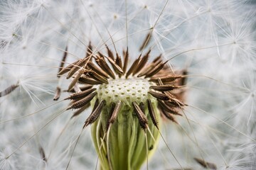 Nahaufnahme der Samen einer Pusteblume oder Löwenzahn Blume auf einer Blumenwiese, Deutschland