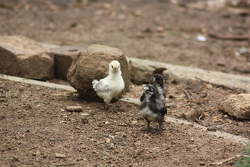 3 chicks