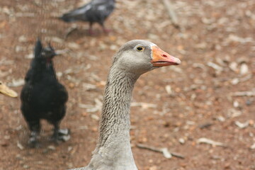 goose on the farm