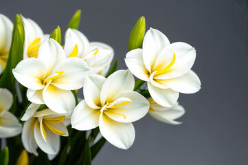 Fototapeta premium a bouquet of Freesia white flowers white flowers with yellow centers and green stems. ai generative
