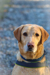 golden retriever dog