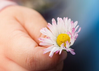  child holds a fragile daisy in his hand