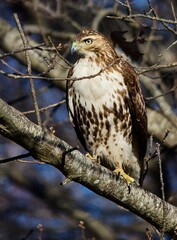 Red Tail Hawk.