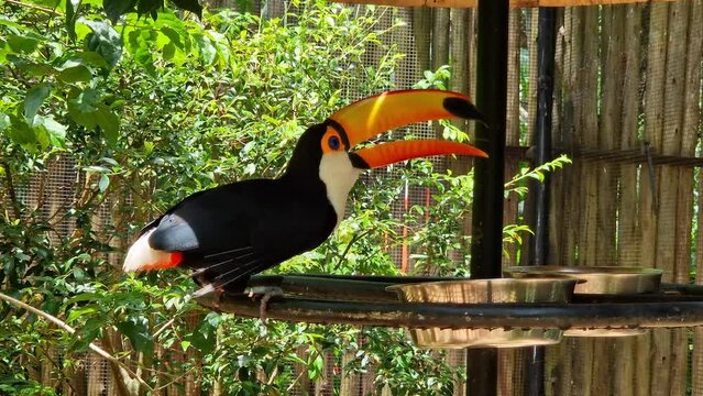 Toco toucan in the town of Foz do Iguacu, near the famous Iguacu Falls right on the border between Brazil, Argentina and Paraguay.