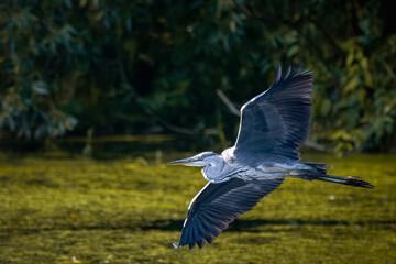 A grey heron flies over the water with green lemna perpendicular to the camera lens. Close-up portrait of a grey heron in flight.