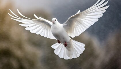 white dove in flight 6