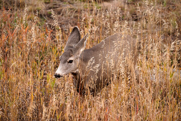 Young deer roaming through the meadows