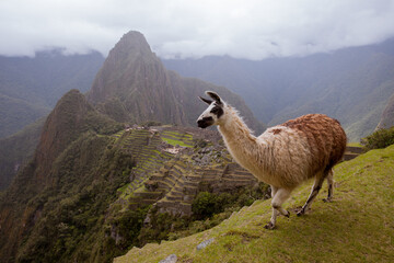 Naklejka premium Dramatic view of Machu Picchu in the mist with a llama in the foreground