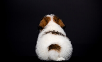 Jack Russell puppy backside on black background