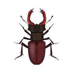 Brown stag beetle, top view of large insect bug with big horns vector illustration