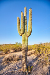 Majestic Saguaro Cactus at Golden Hour, Arizona Desert