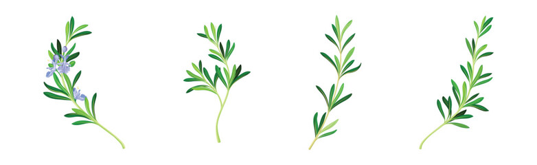 Rosemary Twig as Perennial Herb with Fragrant, Evergreen, Needle-like Leaves and Blue Flowers Vector Set