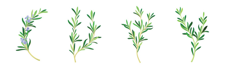 Fototapeta na wymiar Rosemary Twig as Perennial Herb with Fragrant, Evergreen, Needle-like Leaves and Blue Flowers Vector Set