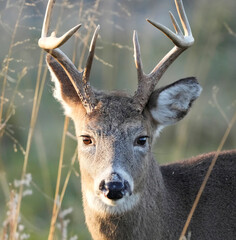Deer buck eyes refracting to bright afternoon sunlight.