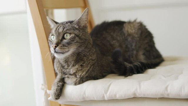 Gray brown tabby cat resting on a chair, looking curiously, closeup detail on his head