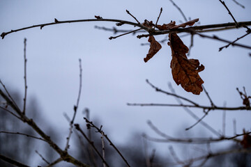 Withered oak leaf in the woods on a tree. Autumn oak leaf on a blurred background