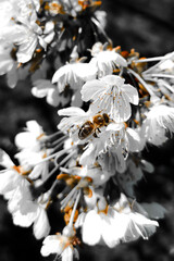 pszczoła zapylająca kwiaty czereśni 